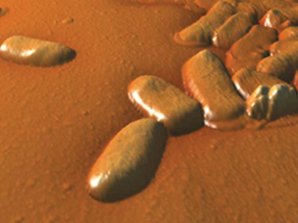 Practical Studies "Atomic-force microscopy of bacterial cells"