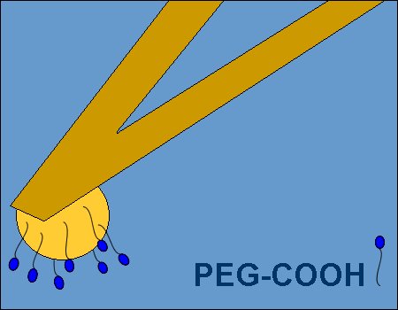 PT.GS.PEG.COOH - Glass Bead/Sphere AFM Probe with COOH terminated flexible PEG linker