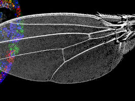 Nanobodies from Camels Enable the Study of Organ Growth