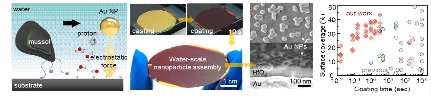 Mussel-inspired nanoparticle assembly technology (left), nanoparticles assembled during a 10-second process (center), and speed of electro-static force-based assembly technology (right): proton-assisted, mimicking the attachment mechanism of mussels in water. The concept and process of high-speed nanoparticle assembly technology, securing a coating speed of up to 1000 times that of existing nanoparticle assembly technology. @GIST