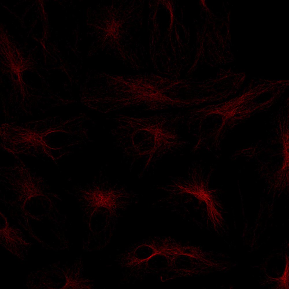 abberior CAGE dyes