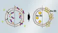 Controlling gold nanoparticle growth through peptide localization
