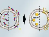 Controlling gold nanoparticle growth through peptide localization