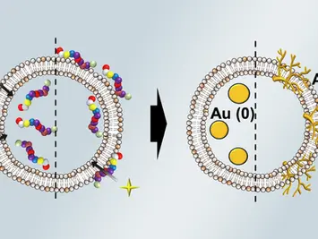 Controlling gold nanoparticle growth through peptide localization