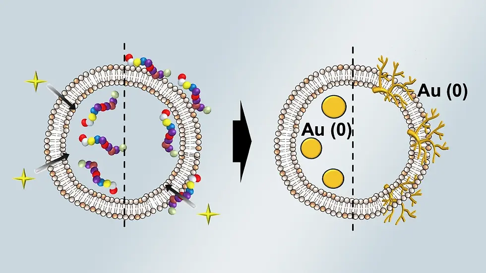 Controlling gold nanoparticle growth through peptide localization
