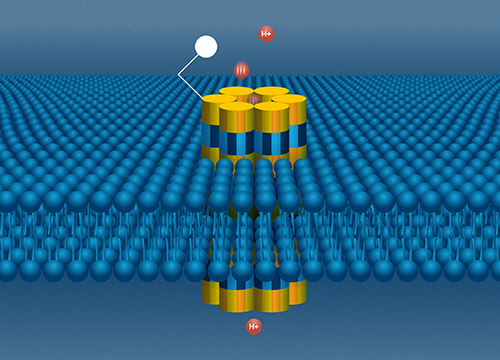 The bioprotonic system. A DNA nanopore sits in a lipid bilayer as an electrode sends a stream of protons through the channel. @ Molly Fine