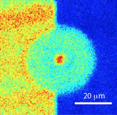 This image shows the formation of singular charge patterns upon localized laser excitation. @ Harishankar Jayakumar