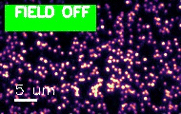 Video showing the blinking quantum dots from the experiment. The researchers turned a laser field on and off to drive them far from equilibrium and modulate their blinking. | Shen, Y., Chen, C., Ma, H., et al. "Non-equilibrium entropy production and information dissipation in a non-Markovian quantum dot." Nat. Phys. (2026), https://doi.org/10.1038/s41567-026-03177-8