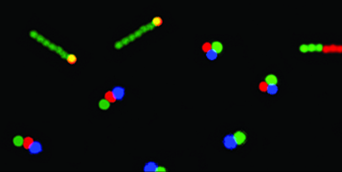 Artificial molecules. The individual components are marked with different fluorescent dyes (molecule size: 2-7 micrometres; compilation of microscopic images). (Photograph: ETH Zurich / Lucio Isa)