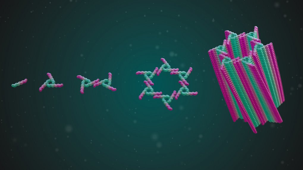 Short peptide sequences can self-assemble into molecular fibers through a series of steps. © Stefan Schuhmacher / MPI-P