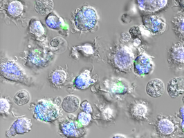 A ground-breaking method for screening the most useful nanoparticles for medicine