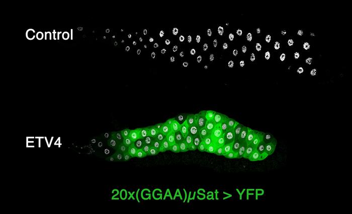 Salivary glands from larvae without ETV4 (top) and with ETV4 (bottom). Green indicates activation of GGAA sequences; white marks cell nuclei. Credit: IRB Barcelona