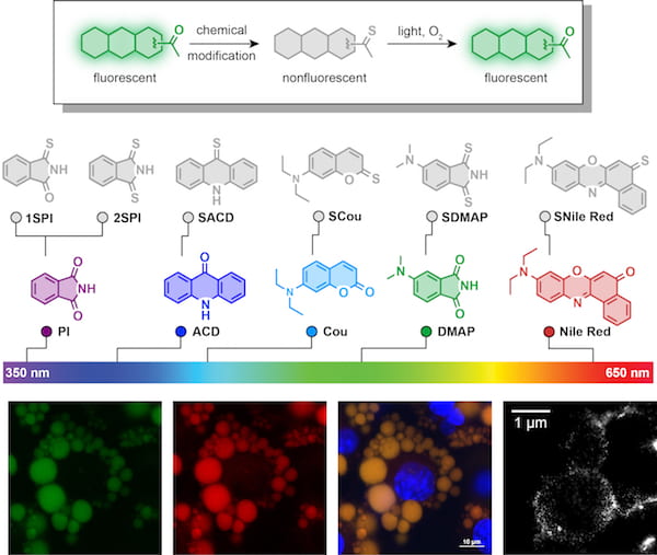 At top, a sequence shows the design of thio-caged dyes designed at Rice University to be triggered by visible light. At bottom, confocal and super-resolution imaging of a lipid droplet in living adipocytes incubated with BODIPY (green), SNile Red (red) and Hoechst 33342 (blue), followed by photoactivation using a 561-nanometer laser. Scale bar: 10 µm. Scale bar for super-resolution image of lipid droplet labeled with SNile Red, bottom right: 1 µm. Courtesy of the Xiao Lab