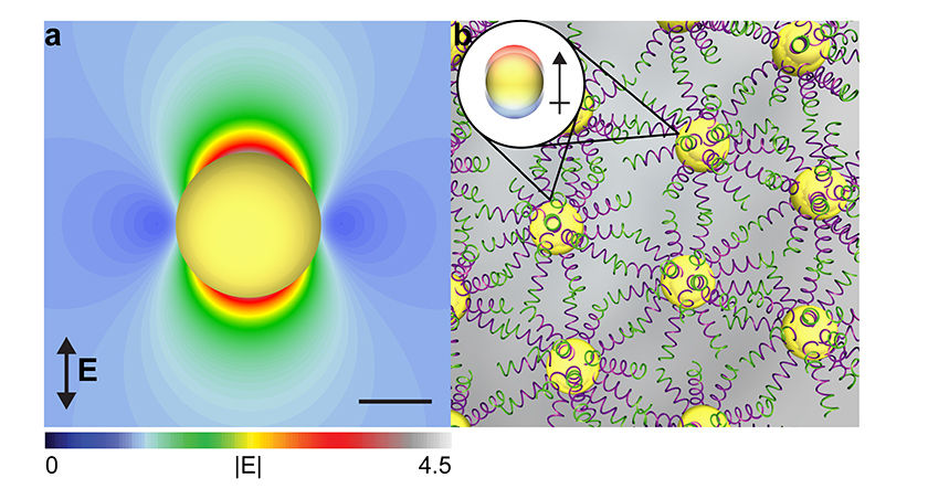 Simulation of a 20-nm-diameter gold nanoparticle absorbing light. b. When assembled with DNA, the gold particles interact as dipoles (inset) and change their collective optical behavior. Adapted from Michael B. Ross et al., Nat. Nano. 10, 453