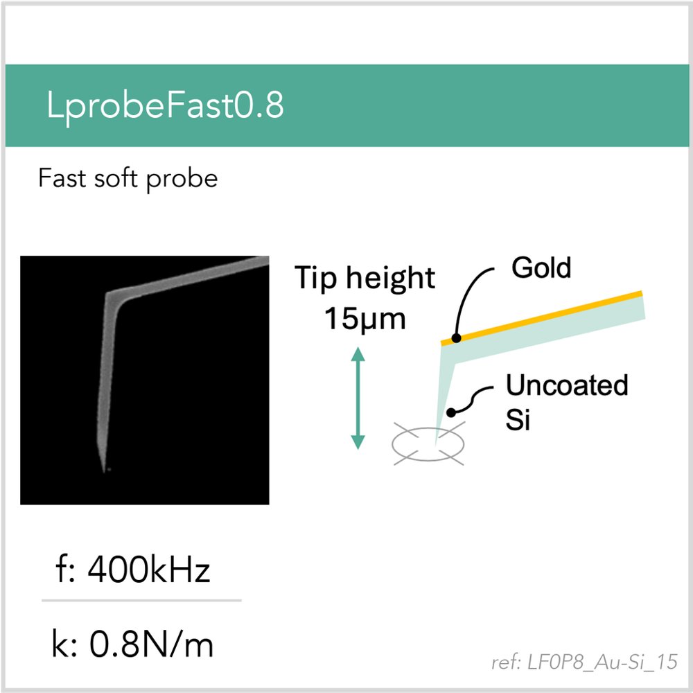 LprobeFast0.8 Au-Si AFM Probe (LF0P8_Au-Si_15)
