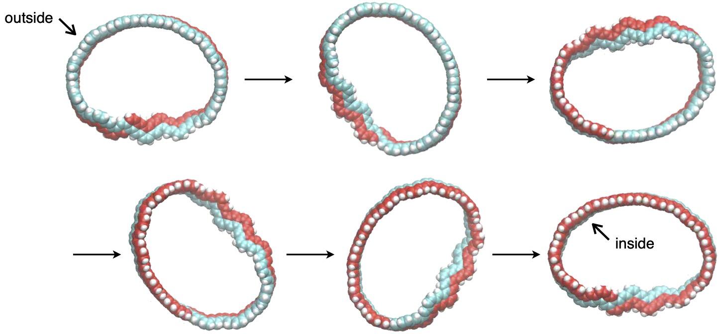 Simulated dynamic motion of Möbius carbon nanobelt (Yasutomo Segawa, et al. Nature Synthesis. May 19, 2022).