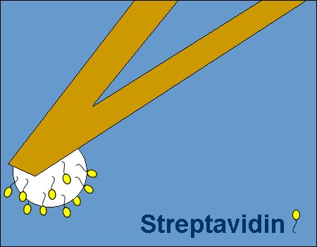 PT.PS.SA - Polystyrene Bead/Sphere AFM Probe with Streptavidin surface