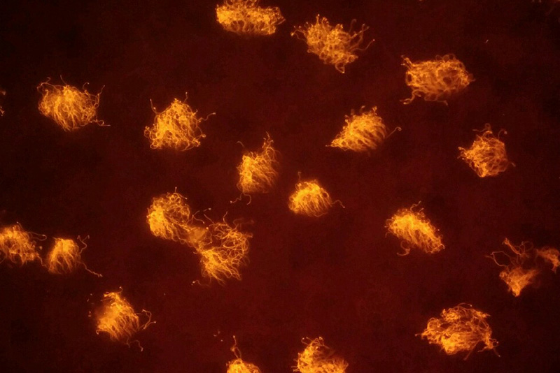 Swarm of cilia-covered living robots, lit in orange against dark red background