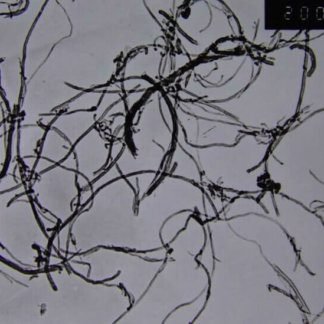Short Multi Walled Carbon Nanotubes 10-20nm