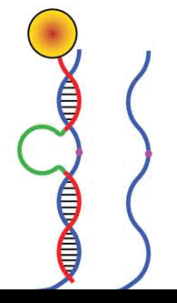 This animated gif depicts the walking mechanism behind a DNA walking system that could find biomedical and industrial applications. (Purdue University image/Jared Pike)