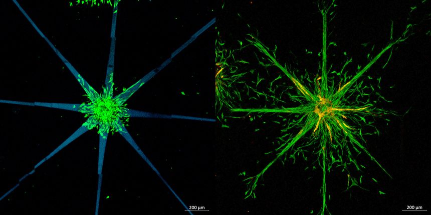 Star shaped patters are created (left), into which the cells can grow (right). @ TU WIEN