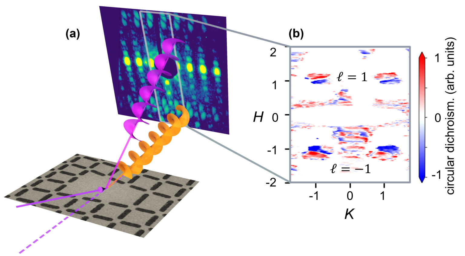 (a) In this experiment, circularly polarized x-rays were scattered by an antiferromagnet array with a lattice defect, producing spiral beams with orbital angular momentum (OAM) of both positive and negative helicity. (b) The resulting diffraction patterns differ depending on the polarization and helicity of the beam (an effect known as dichroism). The peaks with a diffraction order (H) of +1 and -1 have positive and negative helicity (ℓ), respectively. Each peak has half positive (red) and half negative (blue) circular dichroism, with the pattern inverted for opposite helicities. @ Berkeley Lab