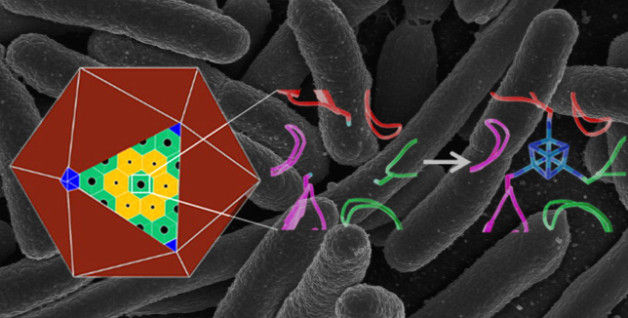 This image shows a natural atomic-scale protein structure (middle) in a polyhedral bacterial microcompartment (left), and an engineered structure (right) that binds an iron-sulfur cluster (in blue), giving it a new function. The engineered protein was produced in E. Coli bacteria—the background image shows a scanning electron micrograph image of E. Coli. (Credit: Berkeley Lab, National Institutes of Health)