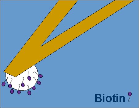 PT.PS.BIO - Polystyrene Bead/Sphere AFM Probe with Biotin surface