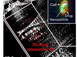 University of Illinois researchers quantify drug delivery from nanoparticles inside a cell
