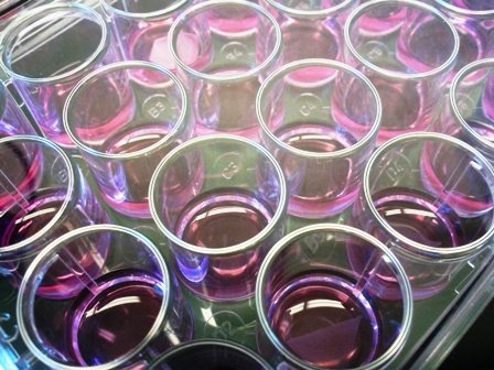 Nanoporous substrates for cell culturing