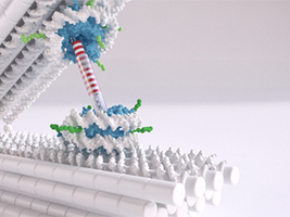 Researchers use DNA-based nano-tweezers to measure the forces between nucleosomes