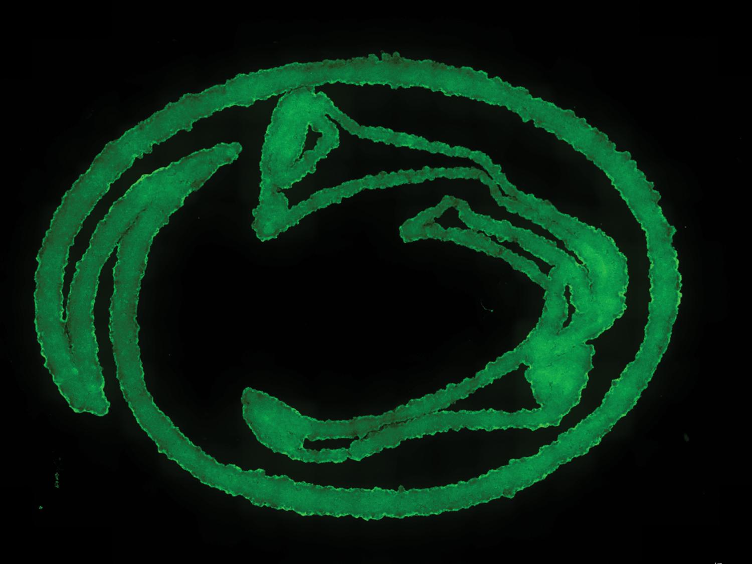 Penn State researchers developed a new nanoengineered granular hydrogel bioink, used here to print an image of the Nittany Lion logo. This bioink helps to achieve previously unattained levels of porosity, shape fidelity and cell integration when 3D printing biomaterials. @ Amir Sheikhi