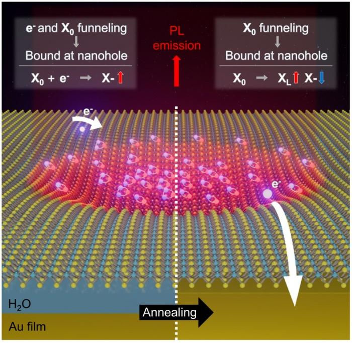 Before annealing, an interfacial water layer acts as a dielectric barrier, allowing excess electrons to remain and promoting nonradiative pathways such as trion (X⁻) formation. After annealing, the removal of the water layer enables free electrons to transfer to the gold substrate, resulting in charge neutralization. This allows excitons to funnel into the nanohole center and form localized excitons (Xₗ), leading to highly efficient light emission. @Institute for Basic Science
