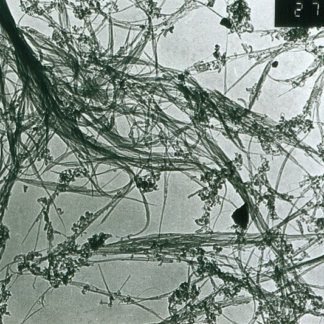 Short Single Walled-Double Walled Carbon Nanotubes