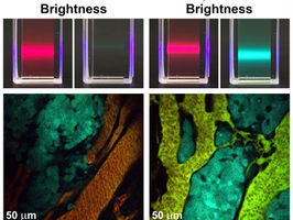 Brightness-equalized quantum dots improve biological imaging