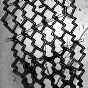 This GIF (slightly sped up) shows the honeycomb mesh of cells being compressed by contracting heart cells growing along the scaffold (Image: Boyang Zhang).