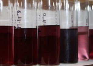 Gold Nanoparticles - Powder and Dispersion (Product Number 09818)