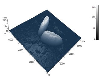 Practical Studies "Learning the morphology of bacterial cells on the basis of experimental atlas of bacterial cells images, obtained using atomic-force microscopy"