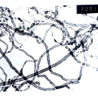 Purified Single Walled Carbon Nanotubes 99.5%