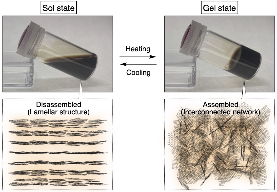 GO nanosheets with tetrabutylammonium countercations undergo a sol–gel transition upon heating, moving from a disassembled lamellar structure to an assembled interconnected network. This technology can be harnessed as a direct writing ink for constructing three-dimensionally designable gel architectures. @ Koki Sano and Shoma Kondo from Shinshu University