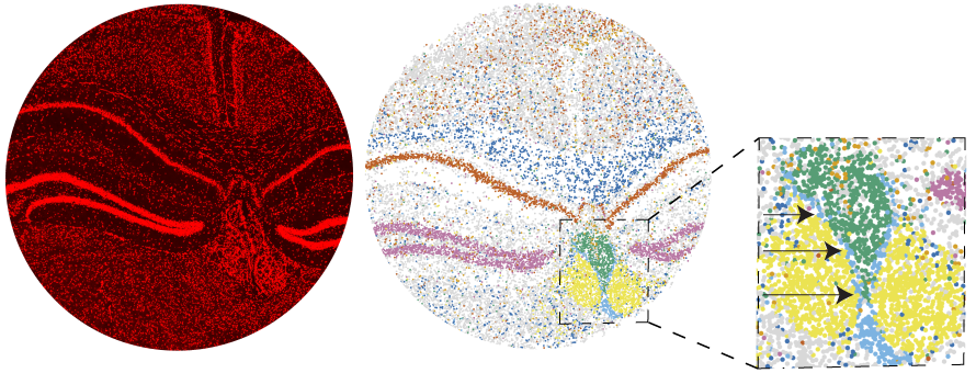 On left, mouse brain stained for nuclei; In middle: Slide-seq reconstruction of mouse brain with colors indicating various cell types; Far right: Slide-seq reveals a single-cell-layer of ependymal cells (in blue) that separates the cerebrospinal fluid from surrounding brain tissue. Courtesy of the Chen and Macosko labs.