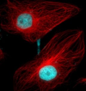 Photon Counting for Life Sciences