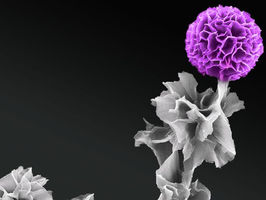 Scientists grow organic semiconductor crystals vertically for first time