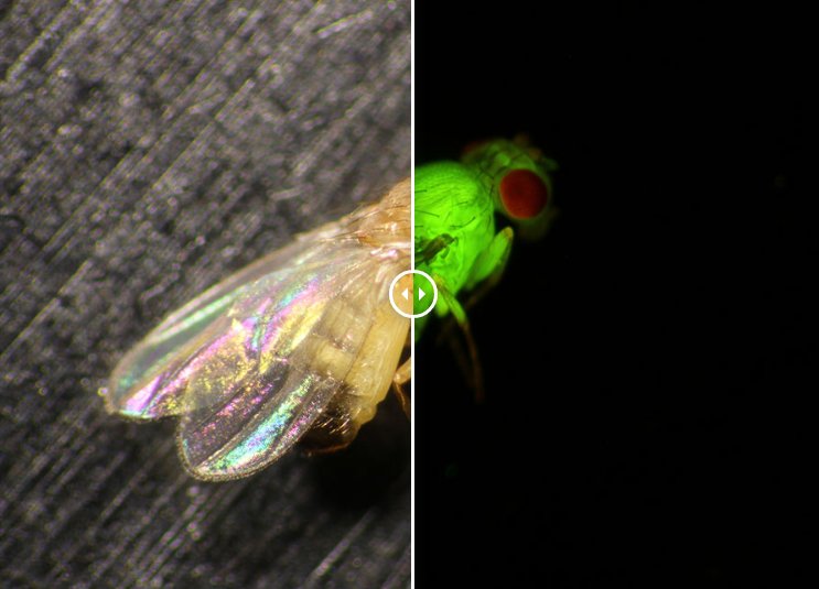 NIGHTSEA fluorescence solutions