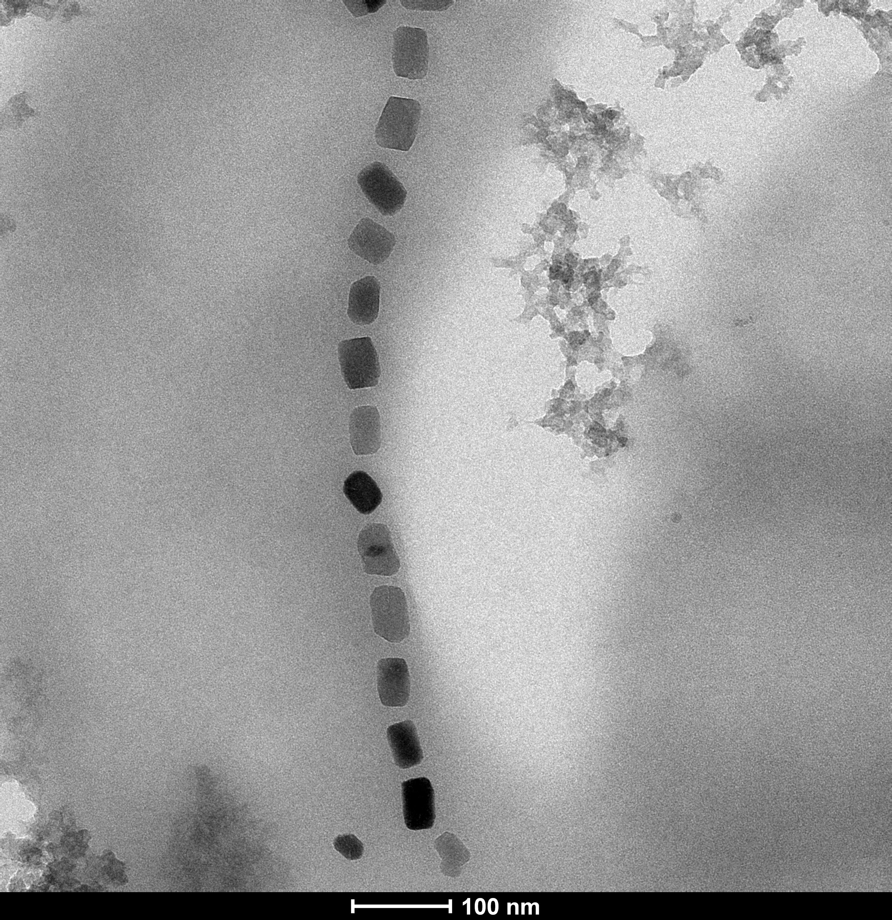 TEM image of a M. blakemorei MV-1 bacterium with several magnetic nanoparticles forming a chain-linke structure. The scale bar is 100 nanometers. Credit: L. Marcano / HZB