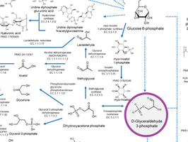 Interactive map of metabolical synthesis of chemicals
