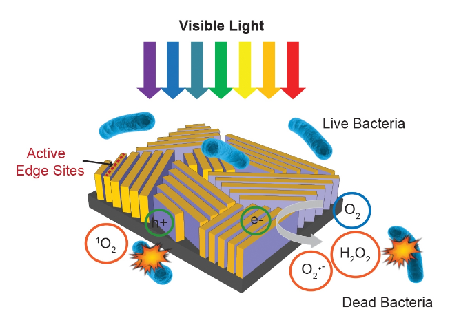 This nanostructured device, about half the size of a postage stamp, uses sunlight to quickly disinfect water. It consists of thin flakes of molybdenum disulfide arranged like walls on a glass surface and topped with a thin layer of copper. Light falling on the walls triggers formation of hydrogen peroxide (H2O2) and other “reactive oxygen species” that kill bacteria. (C. Liu et al., Nature Nanotechnology)