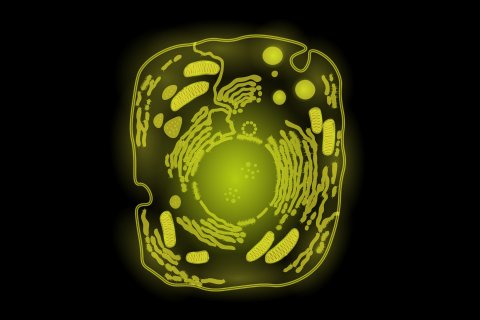 GATTA-Cells FLIM