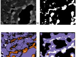 Microscopy Images Put Deep Learning Code to the Test