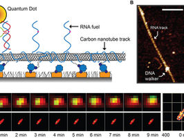 Super-resolution system reveals mechanics of tiny ‘DNA walker’